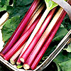 Rhubarb